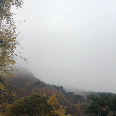 Ağaçlı ve yeşil yapraklı güzel bir manzara.