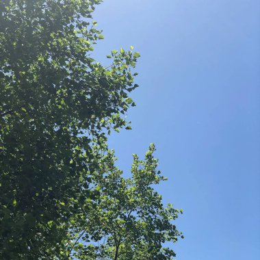 Ormanda yeşil yapraklar