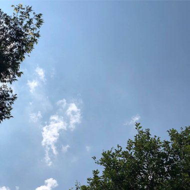 Ormandaki ağaç dalları