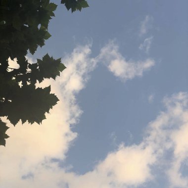 Ormanın güzel manzarası