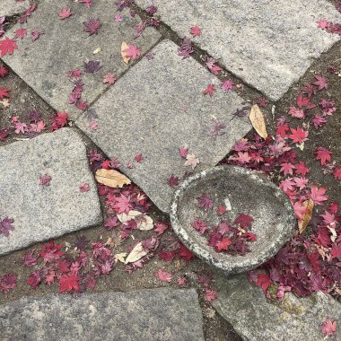 sonbahar yaprakları ve taşlar