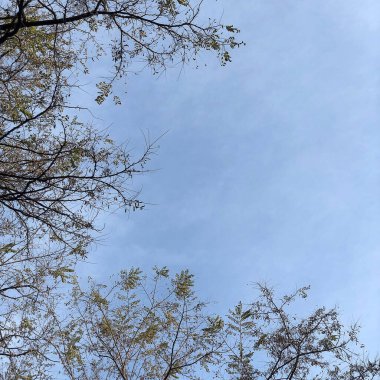 Ormandaki ağaç dalları