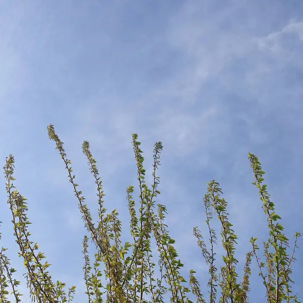 Güzel botanik fotoğrafı, doğal duvar kağıdı.