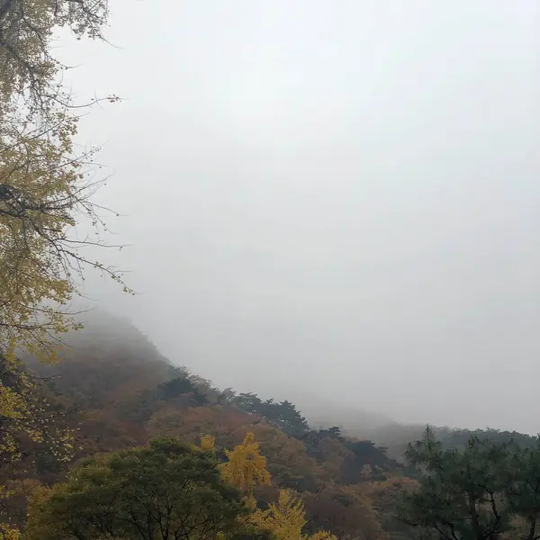 Ağaçlı ve yeşil yapraklı güzel bir manzara.