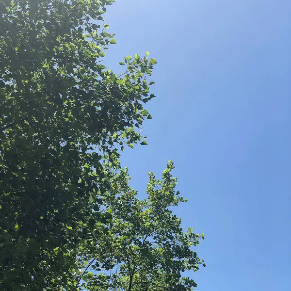 Ormanda yeşil yapraklar