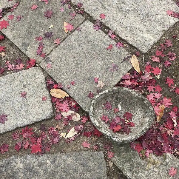 sonbahar yaprakları ve taşlar