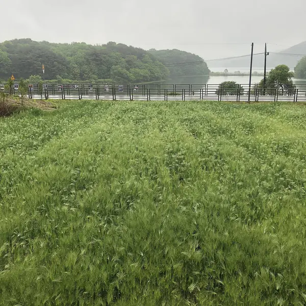 Bir sürü çimeni olan yeşil çimen tarlası.