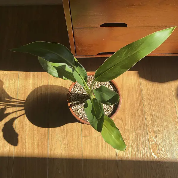 Tenceredeki güzel yeşil bitkinin yakın plan fotoğrafı.