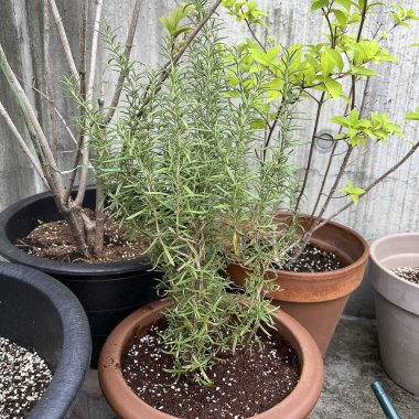 yeşil saksıda bitki