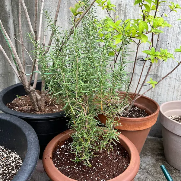 yeşil saksıda bitki