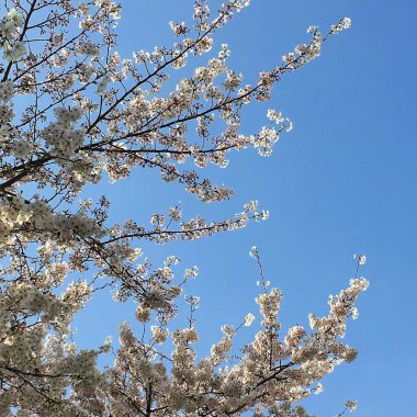 Güzel botanik fotoğrafı, doğal duvar kağıdı.