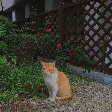 Kedi sokakta oturuyor.