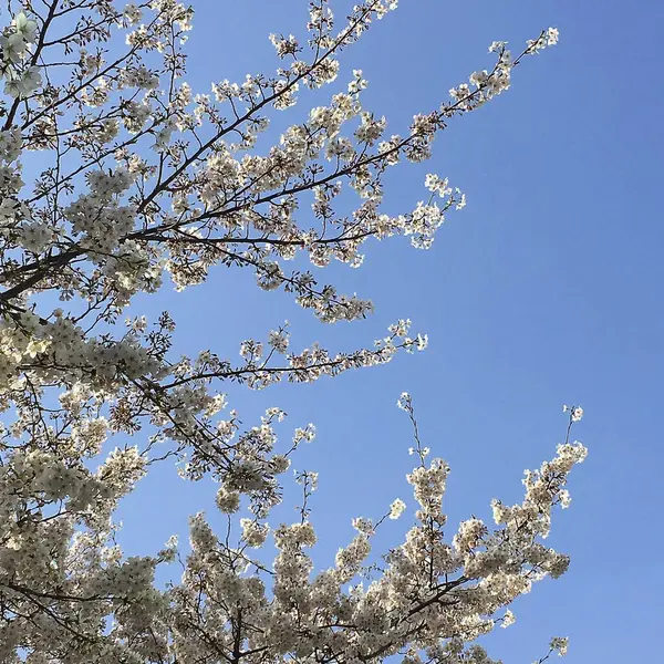 Güzel botanik fotoğrafı, doğal duvar kağıdı.