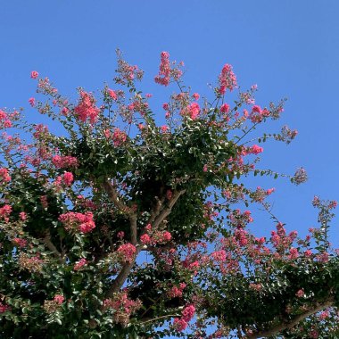 Güzel botanik fotoğrafı, doğal duvar kağıdı.