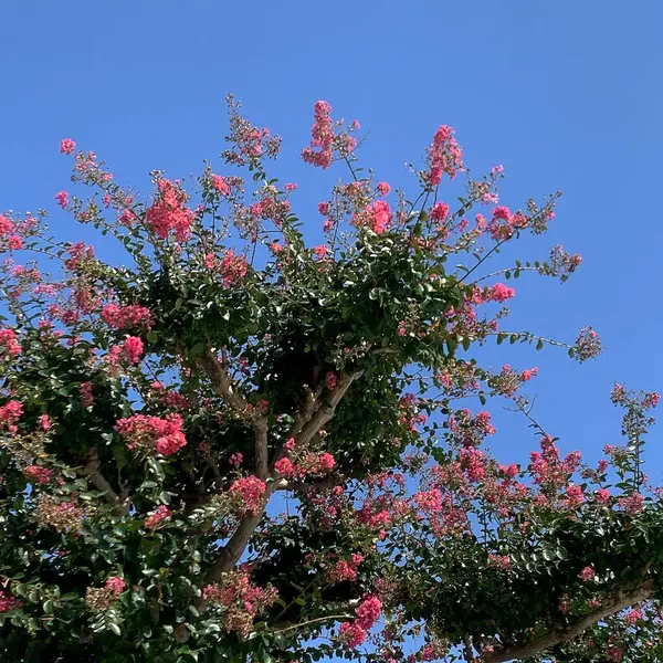 Güzel botanik fotoğrafı, doğal duvar kağıdı.