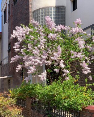 Güzel botanik fotoğrafı, doğal duvar kağıdı.