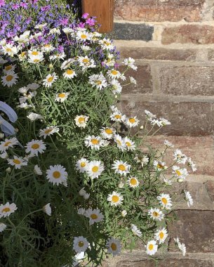 Renkli çiçeklerin ve papatyaların dikey görüntüsü eski tuğla bir duvarda büyüyen bir bahçede.