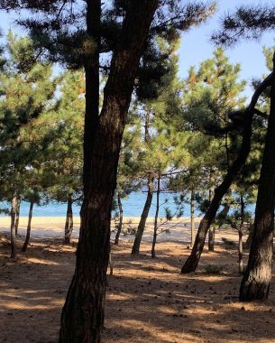 çam ağaçları ve mavi gökyüzü