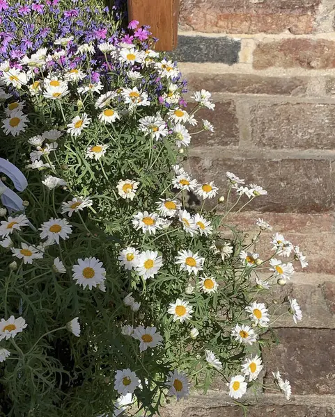 Renkli çiçeklerin ve papatyaların dikey görüntüsü eski tuğla bir duvarda büyüyen bir bahçede.