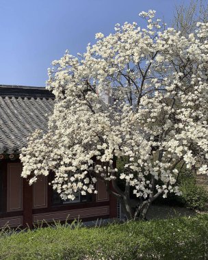 Bahçede güzel bahar çiçekleri