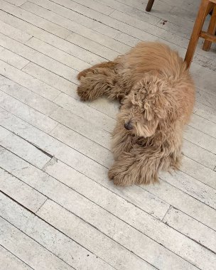 Köpek yerde yatıyor.