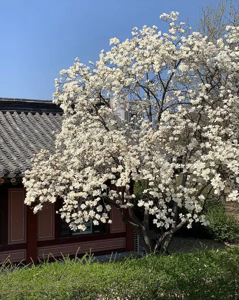 Bahçede güzel bahar çiçekleri