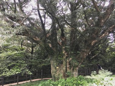 Ormandaki yaşlı ağaç