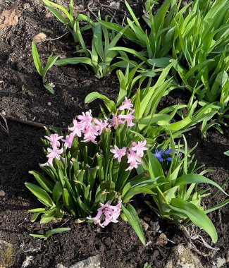 Bahar çiçekleri, sümbül..