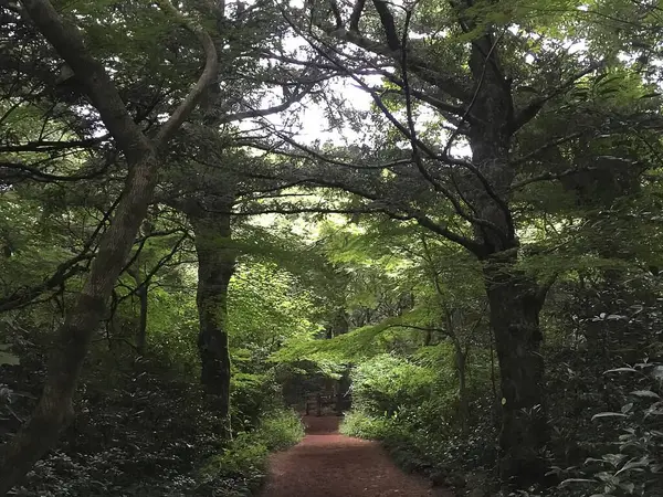 Parkın güzel manzarası