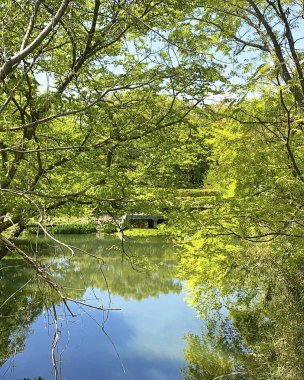 Göletteki ağacın yansıması