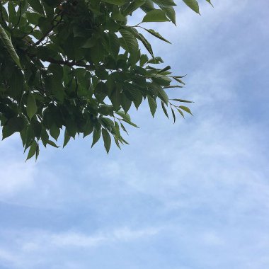 Ormandaki ağaç dalları