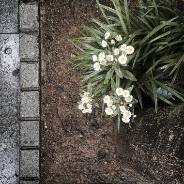 Taş zemin ve çiçekler