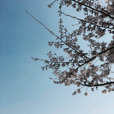 Ormandaki ağaç dalları, Flora