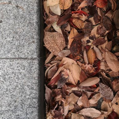 Sonbahar yaprakları, sonbahar bitkileri