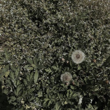 Bahçedeki güzel çiçekler