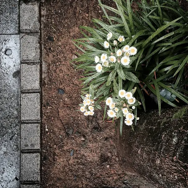 Taş zemin ve çiçekler