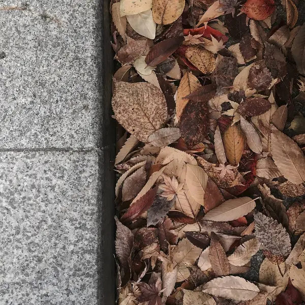 Sonbahar yaprakları, sonbahar bitkileri