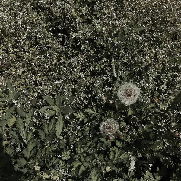 Bahçedeki güzel çiçekler