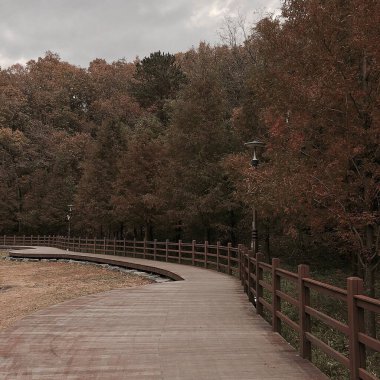 Ağaçlar ve yapraklarla dolu sonbahar manzarası