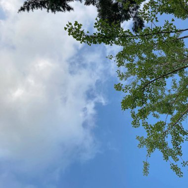 Ormandaki yeşil ağaç