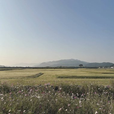 Çiçek tarlası ve büyük bir ağacı olan güzel bir manzara.