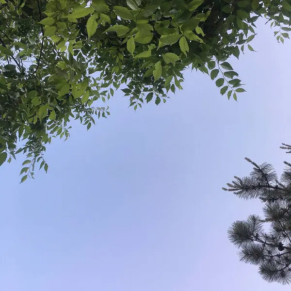 Ormandaki ağaç dalları