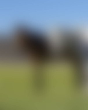 Abstract blur background of colors mixed 