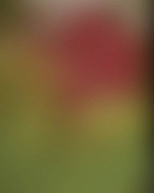 Abstract blur background of colors mixed 