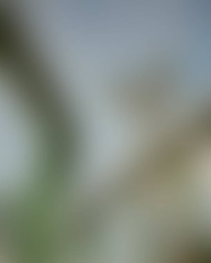 Abstract blur background of colors mixed 