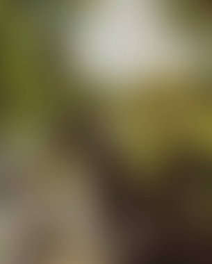 Abstract blur background of colors mixed 