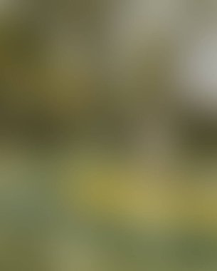 Abstract blur background of colors mixed 