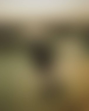 Abstract blur background of colors mixed 