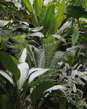 Bahçesinde yeşil yapraklar olan tropikal bitkiler.