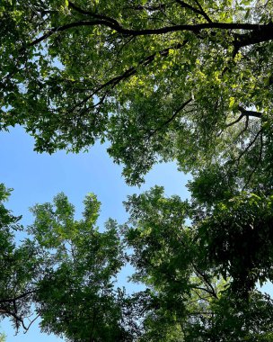 Parktaki yeşil ağaçlar